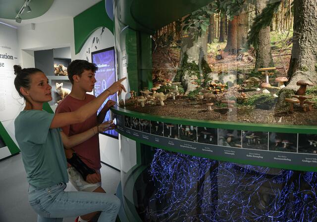 Mit der neuen Ausstellung „EVOLUTION Mensch&amp;Vielfalt“ zieht eines der ganz großen Themen der Biologie dauerhaft im Haus der Natur ein – die Evolution. | Foto: HdN/Neumayr