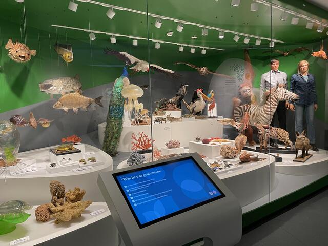 In der ausgedehnten „Vitrine der Vielfalt“ findet man Vertreter aus allen Gruppen von Lebewesen, zusammengestellt aus der Sammlung des Museums. | Foto: Lisa Gold