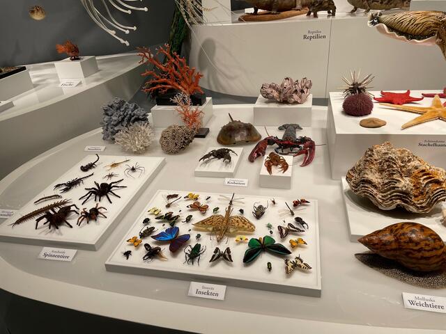 Lebewesen in all ihren Facetten: Im Haus der Natur wurde die Dauerausstellung rund um das Thema Evolution eröffnet.  | Foto: Lisa Gold