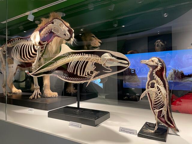 Lebewesen in all ihren Facetten: Im Haus der Natur wurde die Dauerausstellung rund um das Thema Evolution eröffnet.  | Foto: Lisa Gold