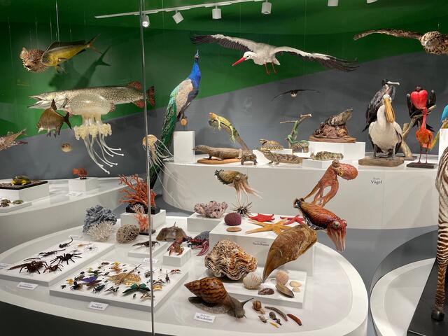 In der ausgedehnten „Vitrine der Vielfalt“ findet man Vertreter aus allen Gruppen von Lebewesen, zusammengestellt aus der Sammlung des Museums. | Foto: Lisa Gold
