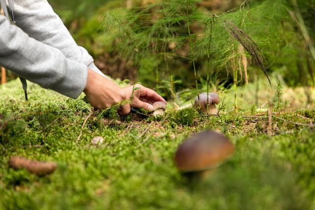 Damit Pilze im nächsten Jahr wieder wachsen können, sollte man diese abschneiden und nicht aus dem Boden reißen. | Foto: stock.adobe.com/Dörr &amp; Frommherz