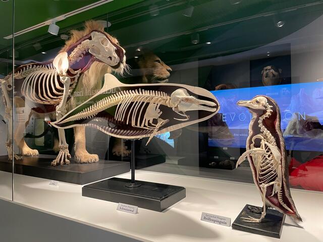 Lebewesen in all ihren Facetten: Im Haus der Natur wurde die Dauerausstellung rund um das Thema Evolution eröffnet.  | Foto: Lisa Gold