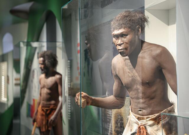 Mit der neuen Ausstellung „EVOLUTION Mensch&amp;Vielfalt“ zieht eines der ganz großen Themen der Biologie dauerhaft im Haus der Natur ein – die Evolution. | Foto: HdN/Neumayr