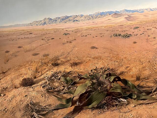 Was bedeutet Evolution? Wie ist die Vielfalt des Lebens entstanden? Fragen wie diese sollen verständlich an die Besucher vermittelt" | Foto: Lisa Gold