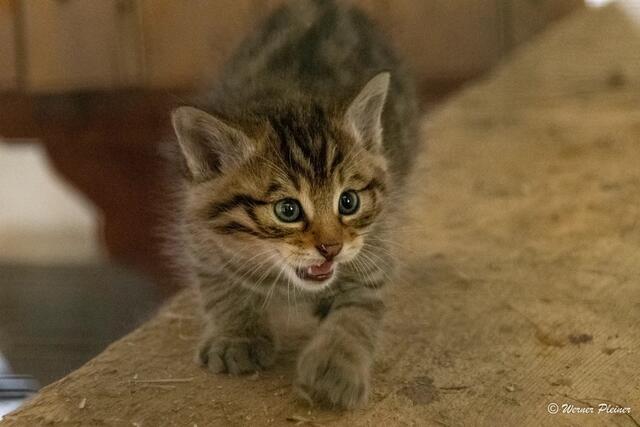 Am 22. April erblickten die kleinen Wildkatzen das Licht der Welt. | Foto: Wilder Berg/Werner Pleiner