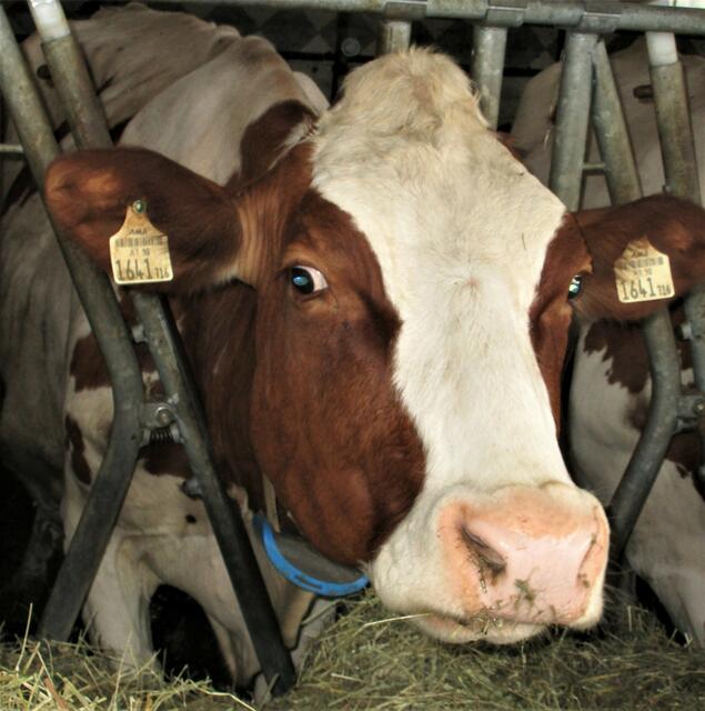 Gisel mit 100.000 Liter Milch Lebensleistung.