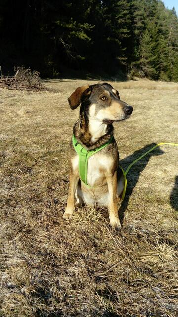 Labrador-Mischling Maya sucht ein Zuhause. | Foto: Wir helfen Tieren