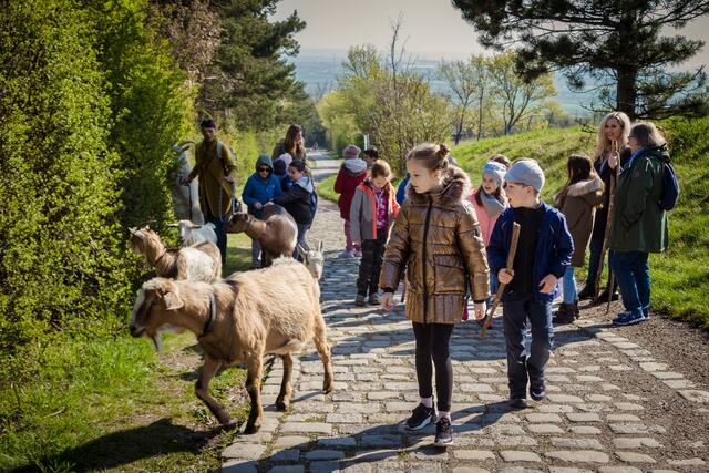 „Meckerei macht Schule“: Bisamberg-Spaziergang mit den Ziegen | Foto: Thomas Huber