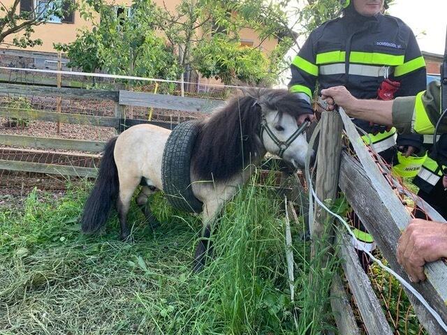 Mit dem Autoreifen um den Bauch haben die Einsatzkräfte der FF Pirkhof das Pony vorgefunden. | Foto: FF Pirkhof