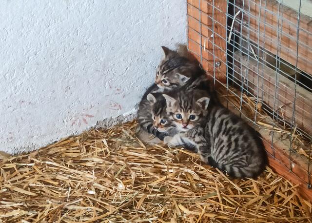 Die drei Wildkatzenbabys, die in den kommenden Tagen auch für Gäste zu sehen sein werden, sind noch etwas schüchtern. | Foto: Wilder Berg/Nora Gsell