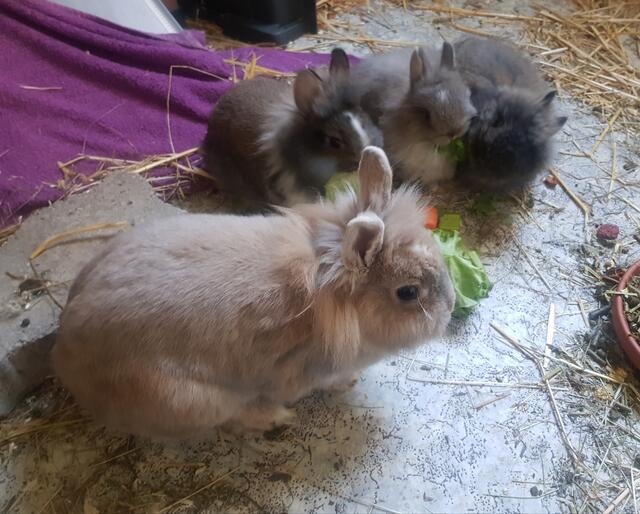 Libi, die Zwergkaninchenmama, wünscht sich ein gutes Plätzchen für sich und ihre vier Kleinen. | Foto: Tierheim Reutte