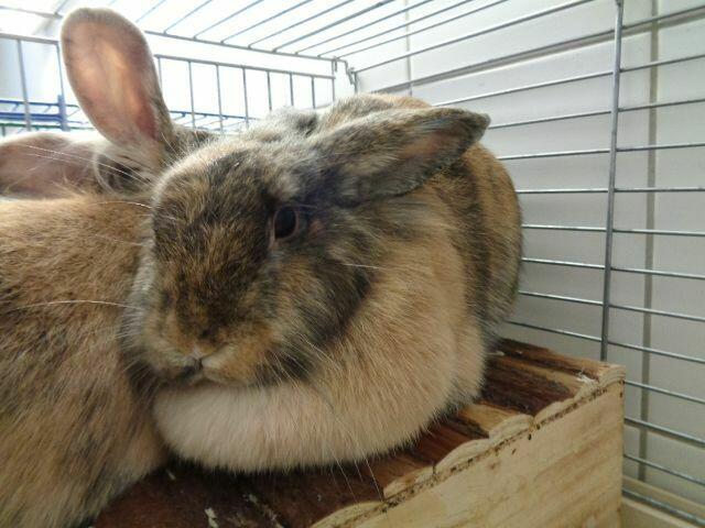 Piper und Prudence suchen ein gemeinsames Heim. | Foto: Arche Wels