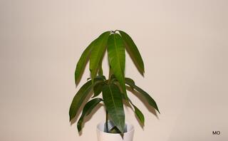 alpinia variegata Alpinia variegata – Seedlink