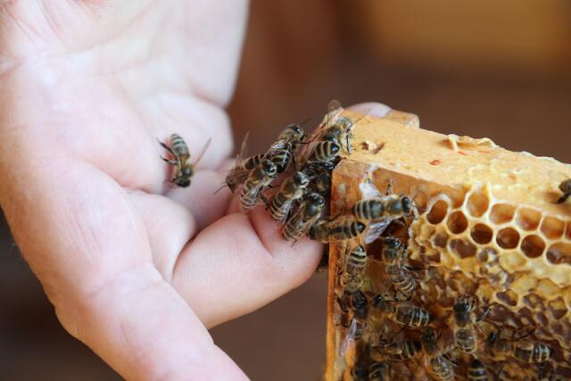Bienen stechen nur im Notfall und bezahlen den Stich mit dem Leben.  | Foto: Franz Neumayr 