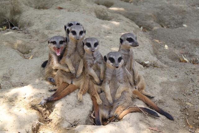 Die Erdmännchen im Zoo Linz sind ein Besuchermagnet.