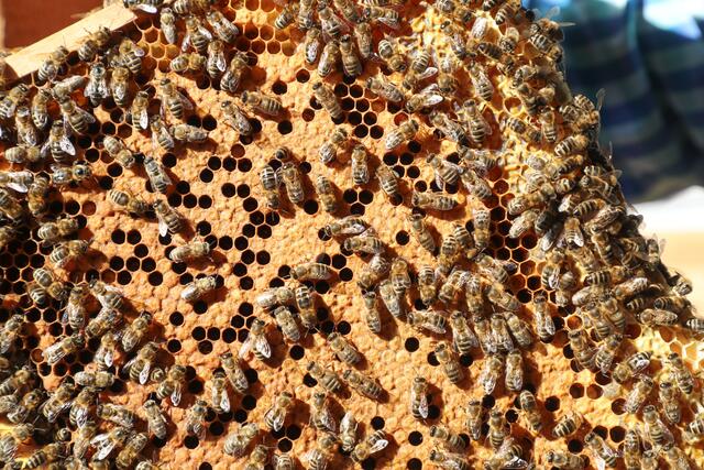 Kein Honig, sondern Nachwuchs. Eine Bienenwabe mit der verdeckelten Brut.  | Foto: Franz Neumayr 