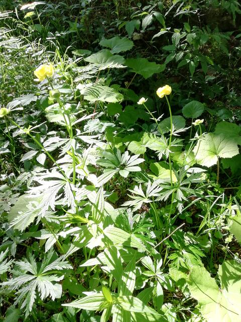 Trollblume,  Butterblume genannt