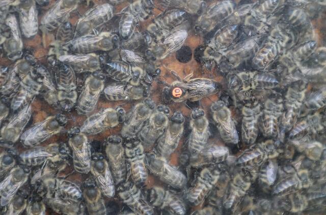 Die Bienenkönigin ist größer und länglicher als die Arbeiterinnen. Sie wird vom "Hof" umschwärmt und ist bei vielen Imker und Imkerinnen mit einem Punkt, wie hier im Bild, gekennzeichnet.  | Foto: Franz Neumayr 