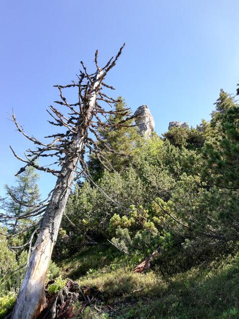 Zwei der 3 Schneider sind gut zu sehen