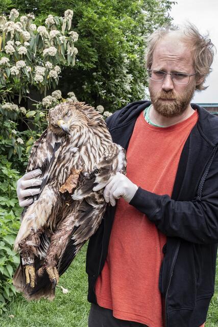 Für die angeschossene Kaiseradler-Dame kam jede Hilfe zu spät, Schmidt: "Kaum zurück in ihrer Heimat wurde sie auf derart brutale Weise umgebracht! Das ist traurig und blamabel.“ | Foto: BirdLife Österreich