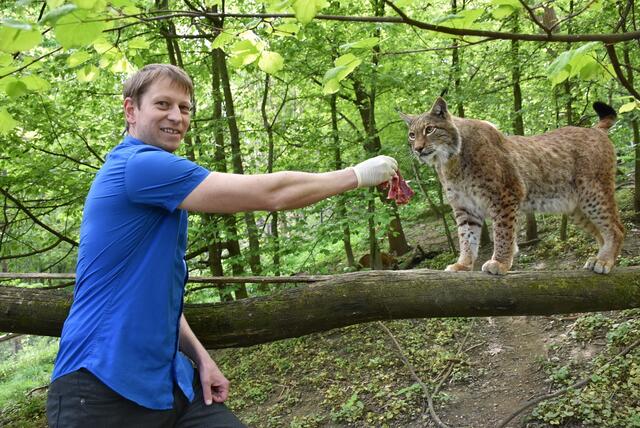 Georg Ungerböck von der Firma X hier bei der Tierfütterung eines Luchses.  | Foto: Herbert Stoschek