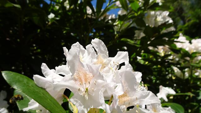 Auch Insekten sind begeistert von dieser Blütenpracht! 😉 ... Hier eine Biene im Anflug und ... | Foto: S.Plischek