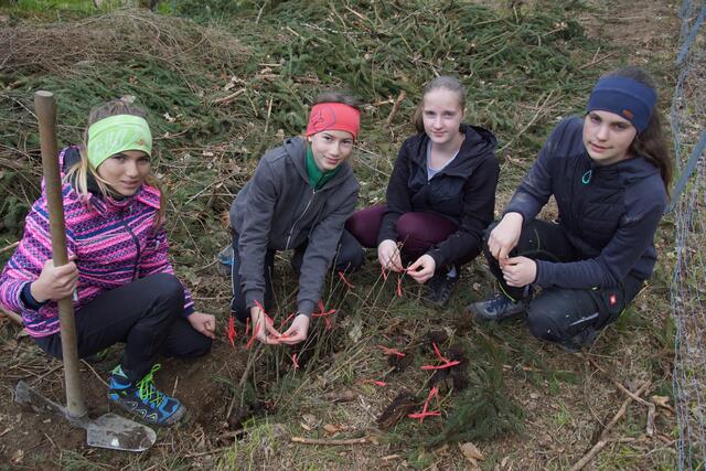 Mit vollem Einsatz beteiligten sich die Schüler der dritten Klasse der Mittelschule Rohrbach an der Pflanzaktion an der Großen Mühl.  | Foto: Helmut Eder