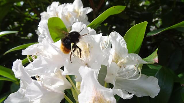 ... eine Hummel bei der Nahrungsaufnahme! ... | Foto: S.Plischek