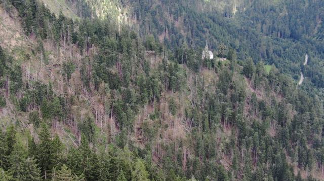 Massive Schäden richtete der Borkenkäfer in Osttirol wie hier im Bereich der Helenenkirche in Oberlienz an.  | Foto: © Land Tirol