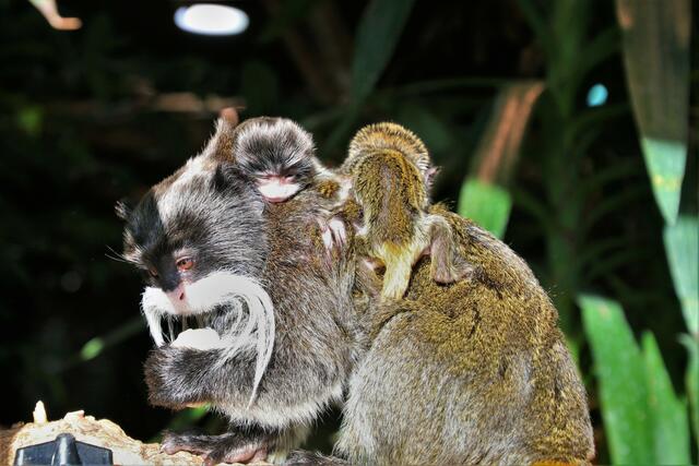 Nur wenige Tage alt sind diese kleinen Affen. Der Vater kommt seiner Pflicht nach. | Foto: Zoo Salzburg