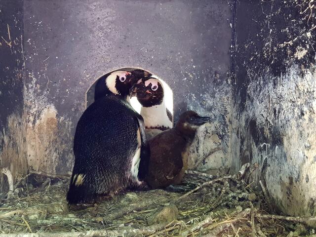 Das Pinguinküken mit seinen Eltern im letzten Jahr. | Foto: Zoo Salzburg
