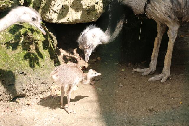 Das junge Nandu-Vogel mit seinem Vater Gerardo. | Foto: Zoo Salzburg