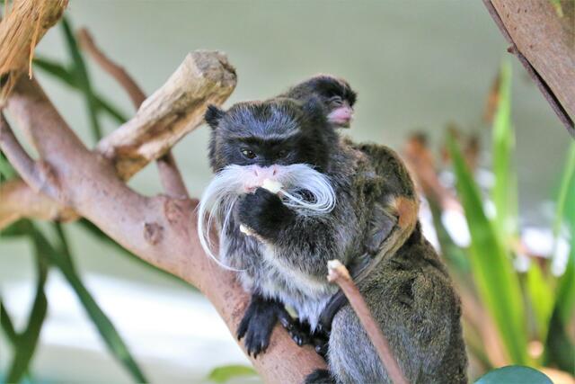 Kaiserschnurrbarttamarin Vater Gordon mit seinen Jungtieren. | Foto: Zoo Salzburg/Köppl Angie 