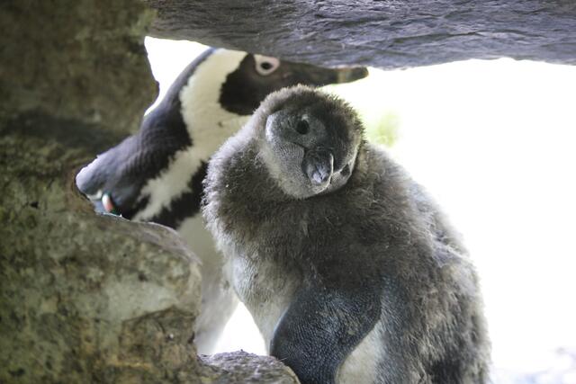 Der Pinguinvater Squid mit dem jungen Küken im Zoo. | Foto: Zoo Salzburg