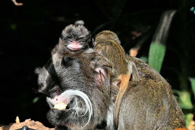 Ganz müde gucken die kleinen Affenkinder. | Foto: Zoo Salzburg
