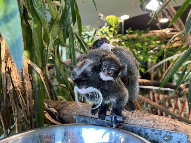 Es wird schon eng auf Papas Rücken.... | Foto: Zoo Salzburg
