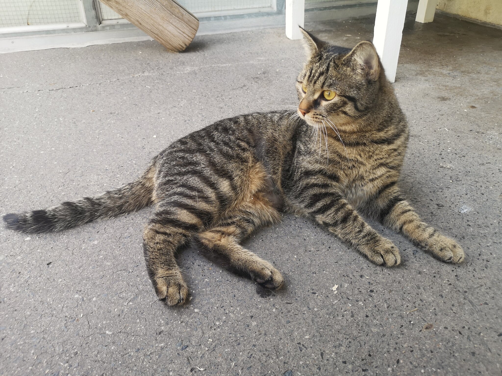 Tierheim Linz Katze Danubia sucht ein neues Zuhause Linz Tierheim Linz Katze Danubia sucht ein neues Zuhause Linz