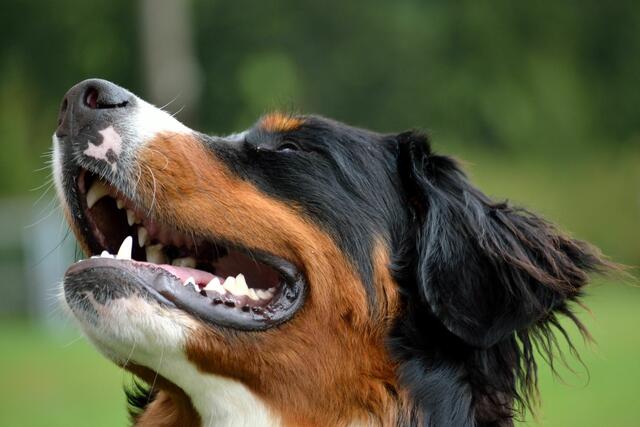 Der Hund, ein ohnedies treuer Freund und die Hunderasse Berner Sennenhund zudem ein hervorragender Suchhund für Rettungseinsätze. | Foto: Alfred Hofer