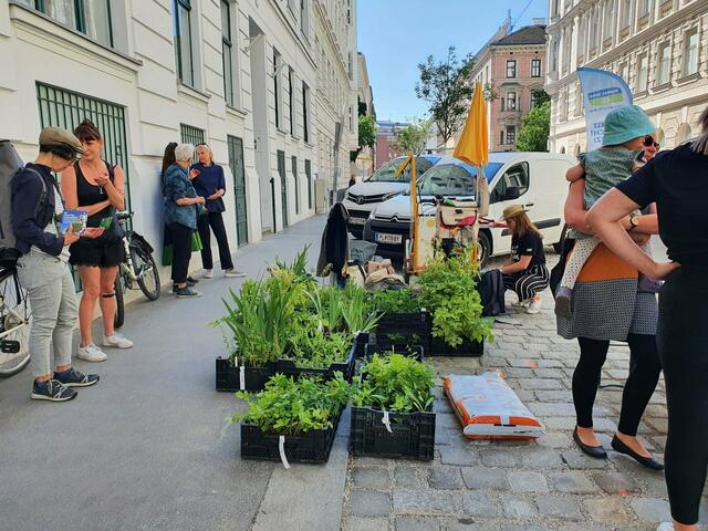 Gemeinsames Garteln in der Heinzelmanngasse:  Die Wildpflanzen wurden kostenlos von Global 2000 zur Verfügung gestellt.
 | Foto: GB*
