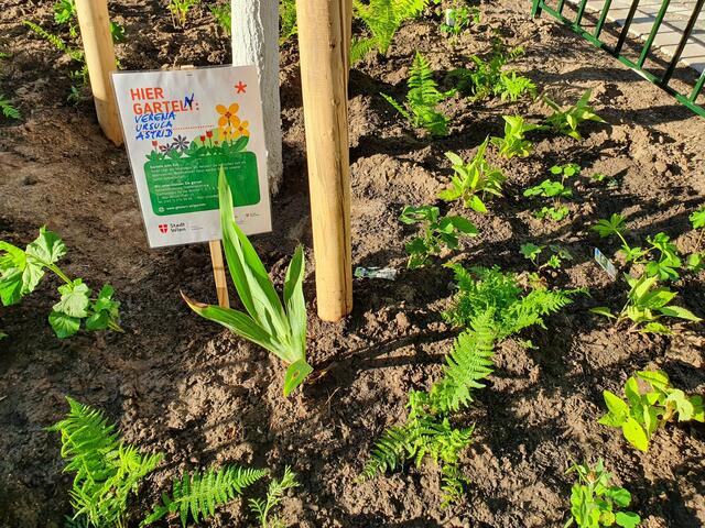 Für noch mehr Wohlbefinden gibt neben neuen Bäumen auch auch Baumscheiben in der Heinzelmanngasse. | Foto: GB*
