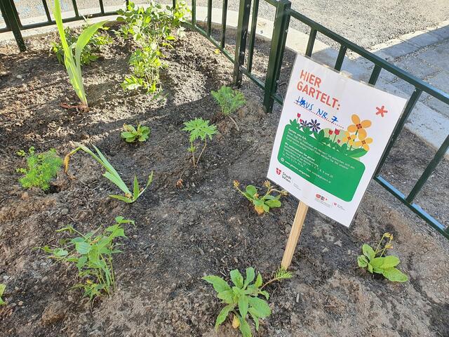 Für noch mehr Wohlbefinden gibt neben neuen Bäumen auch auch Baumscheiben in der Heinzelmanngasse. | Foto: GB*