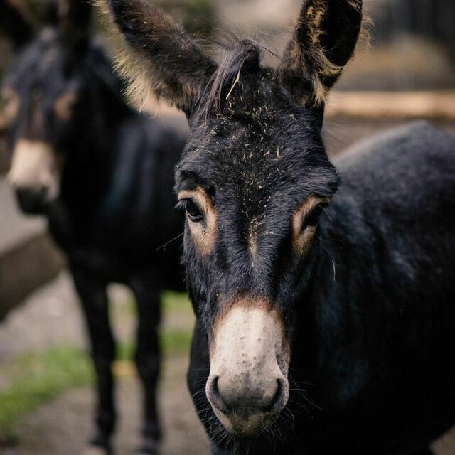 Esel dürfen in einem Zoo nicht fehlen. | Foto: Wildpark Ferleiten