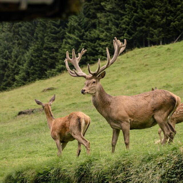 Auch scheue Tiere kann man im Wildpark gut beobachten. | Foto: Wildpark Ferleiten
