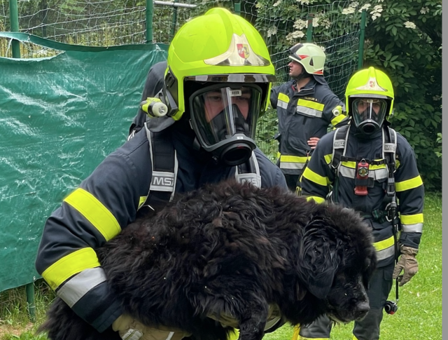 Heiligengeist Haus brannte Hunde wurden durch Feuerwehr gerettet