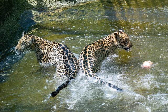 Die beiden Jaguarschwestern Maira und Morena im Zoo Salzburg. | Foto:  Kerstin Joensson 