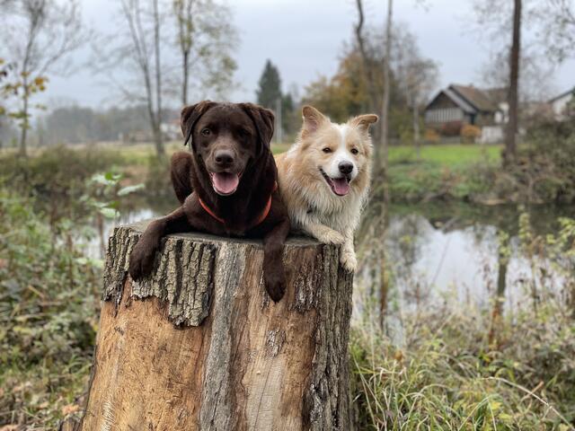 Bei Florian Kurz wird auf Strafreize verzichtet. Im Vordergrund stehen ein angenehmes Lernumfeld und die Emotionen des Hundes.  | Foto: Shorty‘s Dogs