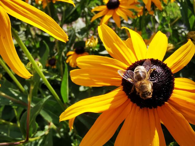 Kostenlose App für Bienenfreunde: „BeeBuddy Garden“ bietet viele Infos zum bienentauglichen Garten.  | Foto: Ulrike Plank