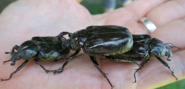 Juchtenkäfer sind große, schwarze Käfer, mit einem Duft nach Marille. | Foto: © Frieß