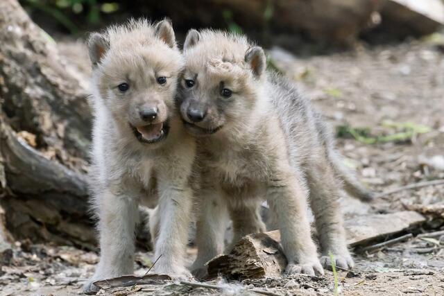 Im Wiener Tiergarten Schönbrunn gibt es Wolfs-Nachwuchs. | Foto: Daniel Zupanc